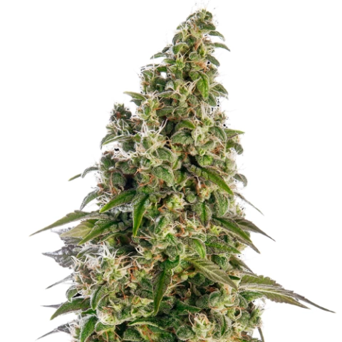 Maui Wowie Cannabis Seeds