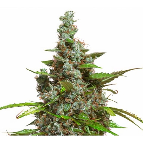 Mazar Cannabis Seeds