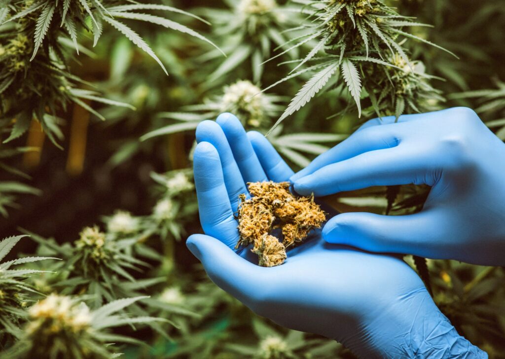 Medical Cannabis Cultivation and Survival Utility