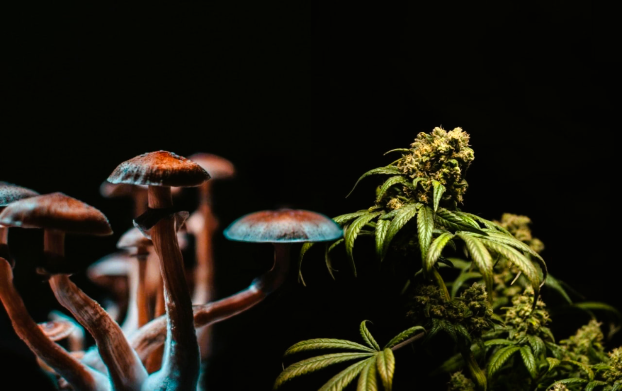 Medical Cannabis vs Psilocybin Mushrooms