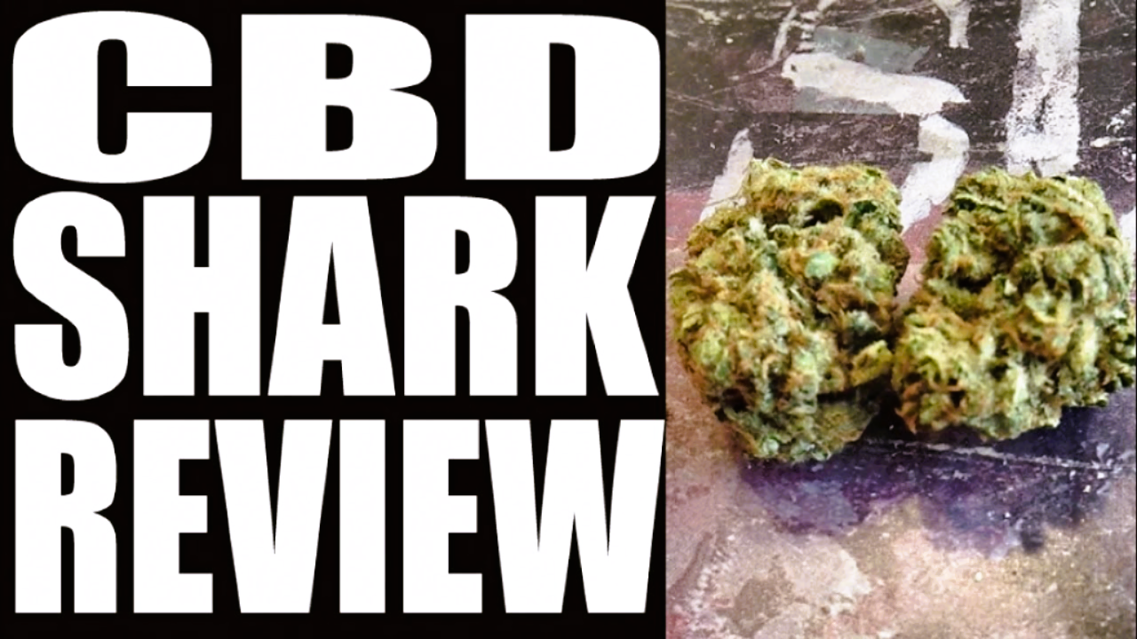 Medical Strain Analysis CBD Shark 3