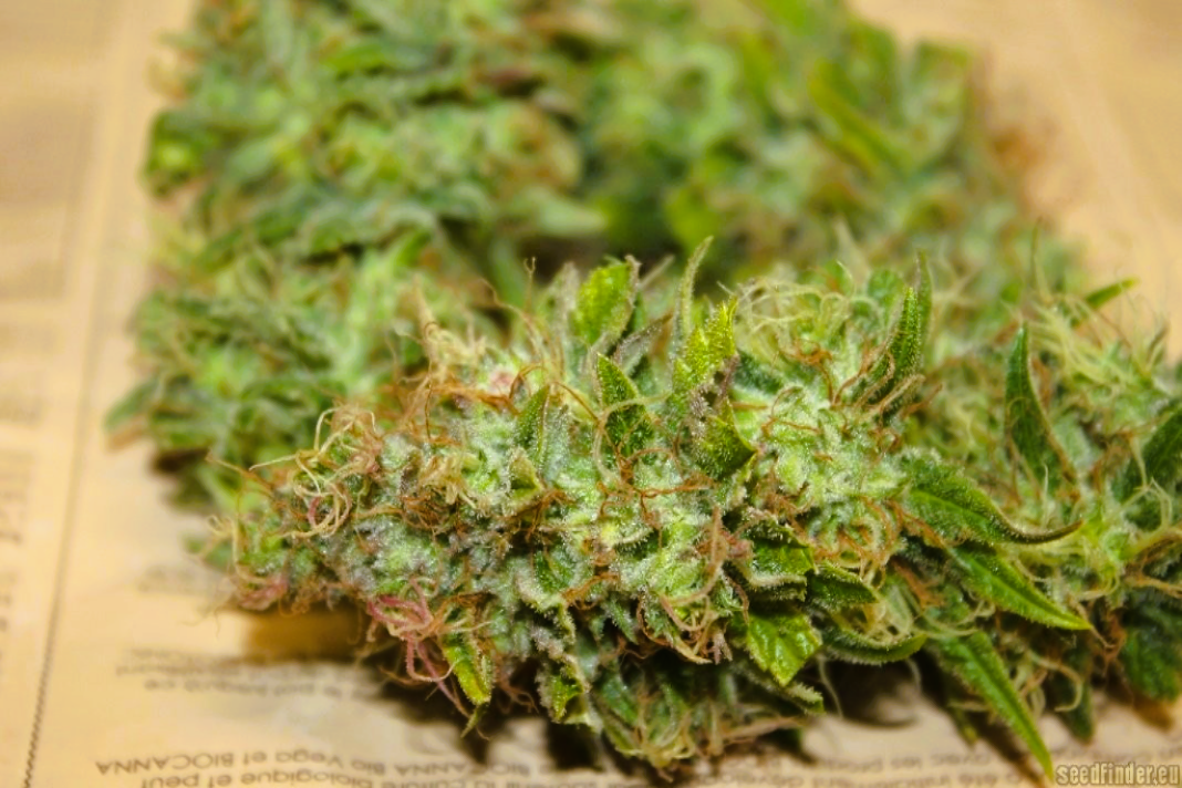 Medical Strain Analysis CBD Therapy