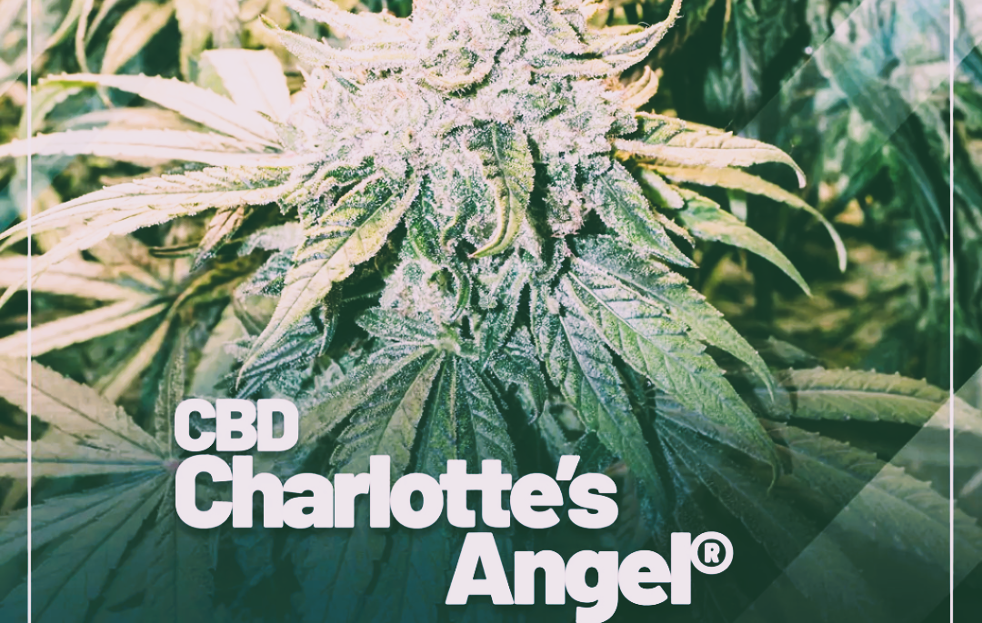 Medical Strain Analysis Charlottes Angel