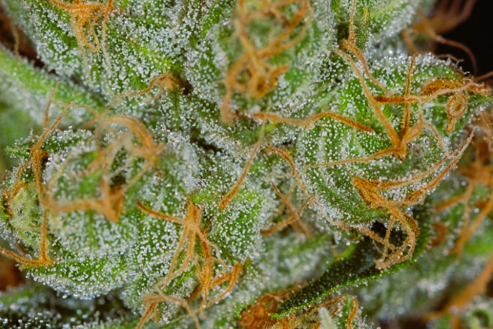 Medical Strain Analysis Cheesequake 2