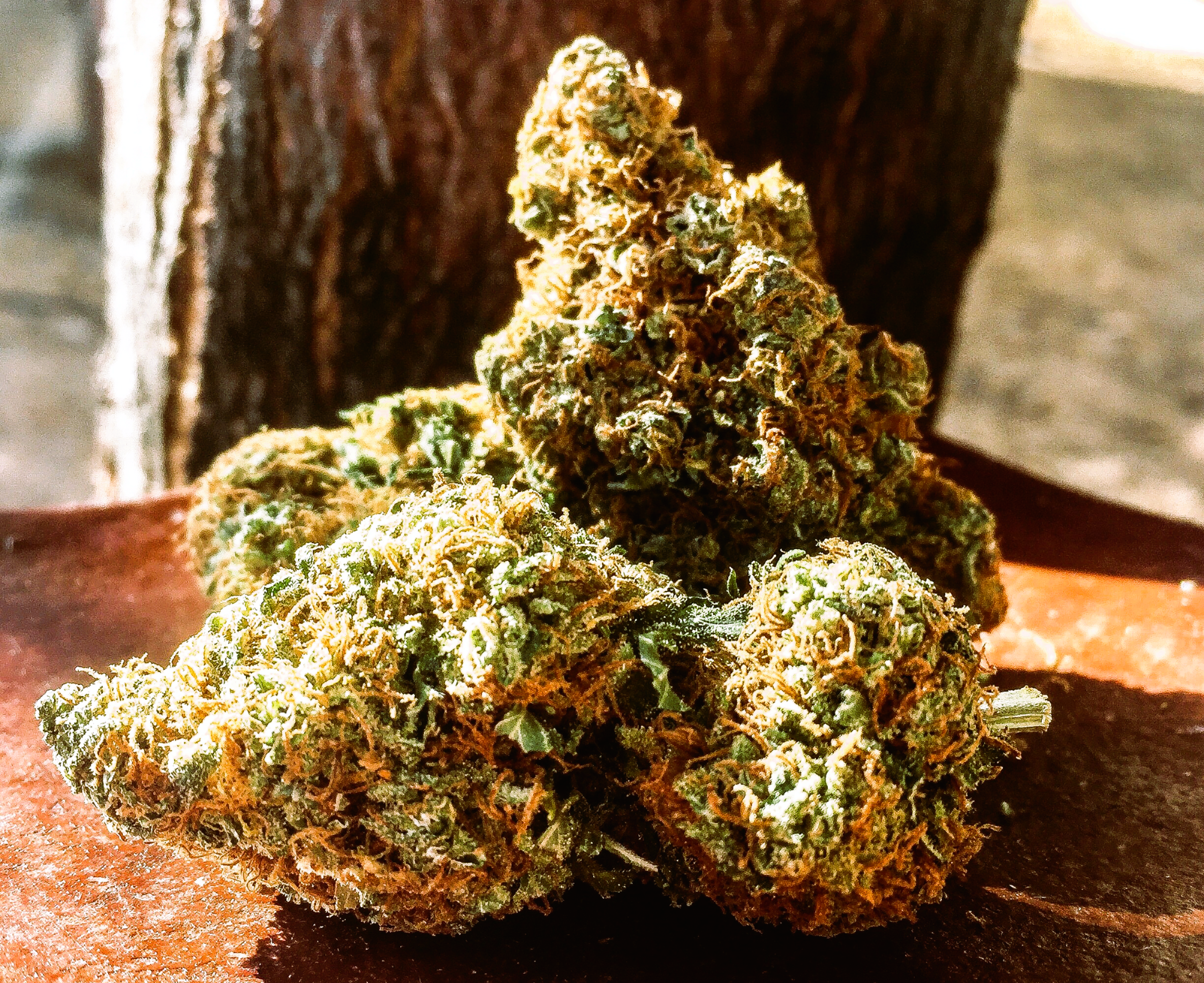 Medical Strain Analysis Cherry Skunk CBD