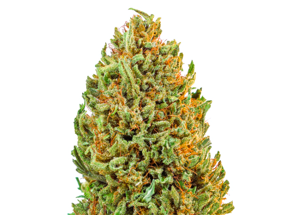 Medical Strain Analysis Harmony Rose 2