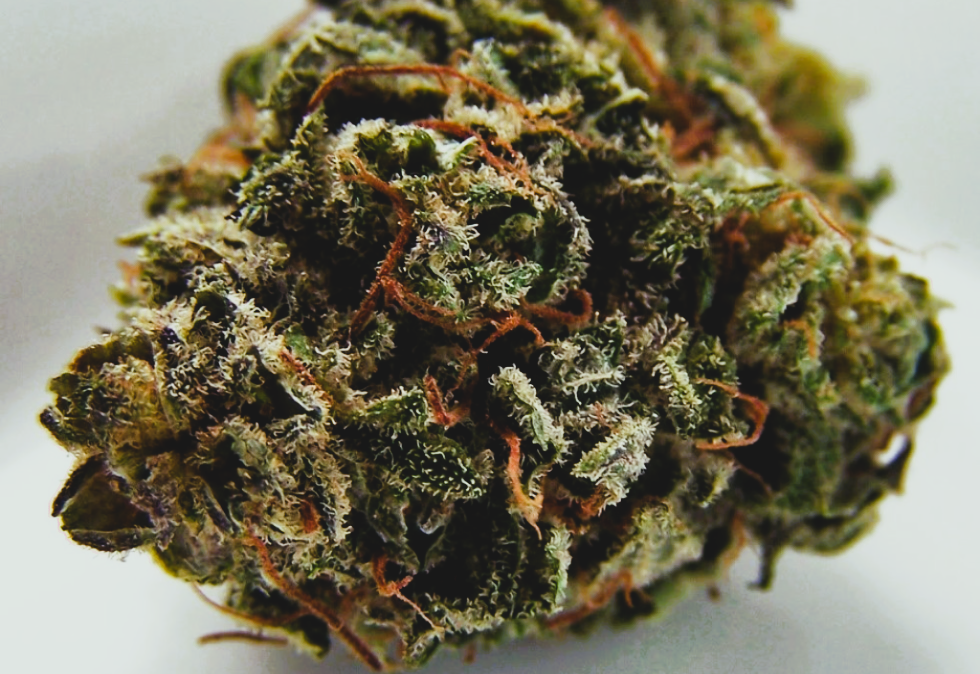 Medical Strain Analysis Jamaican Lion