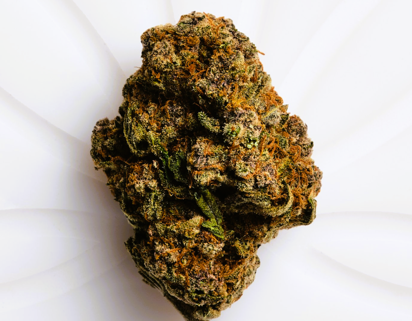 Medical Strain Analysis Mandarin Haze 2