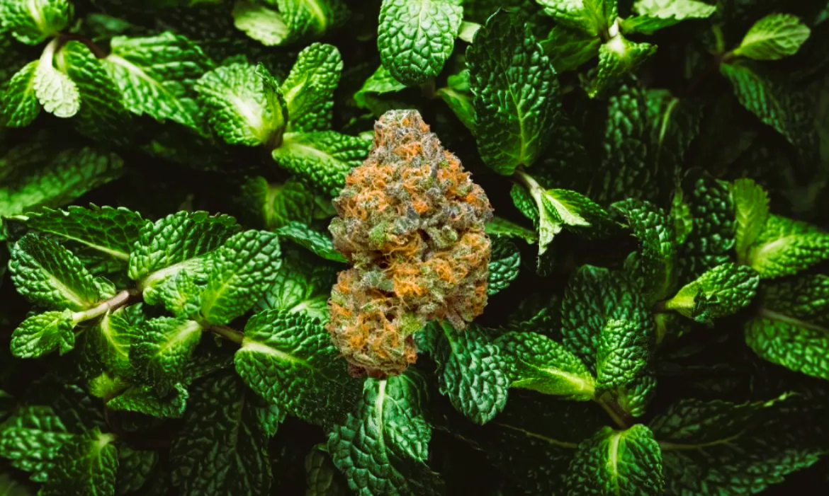 Medical Strain Analysis Mint Frost CBD