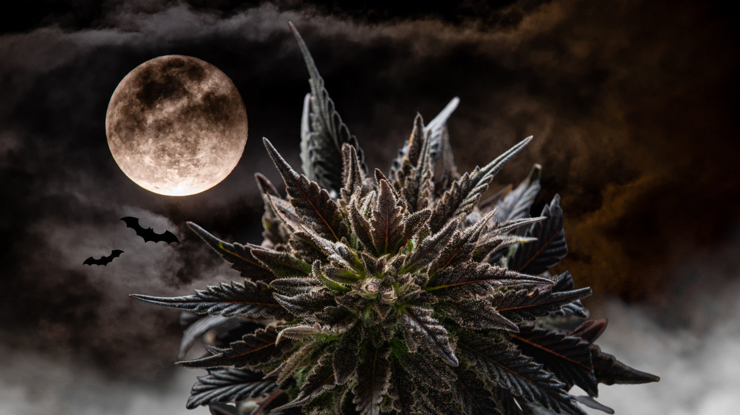 Medical Strain Analysis Moonlight
