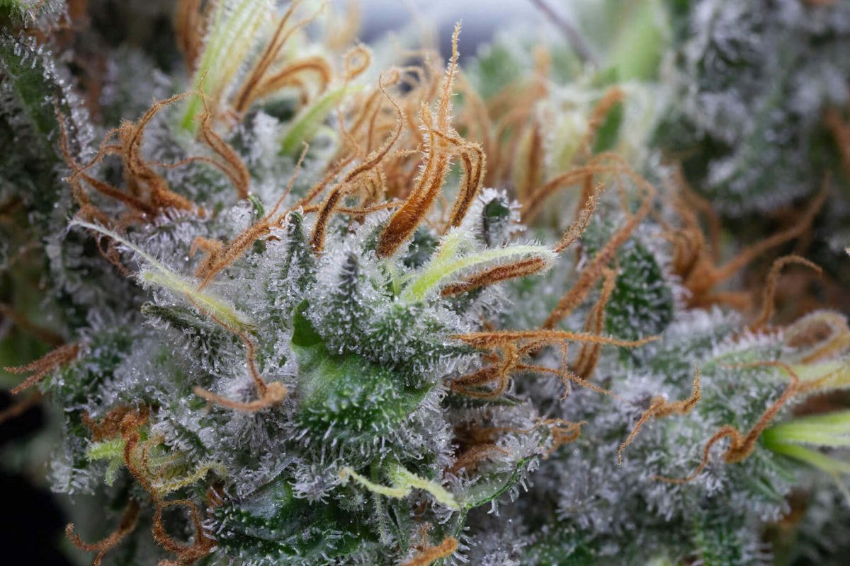 Medical Strain Analysis Pacific Blue CBD