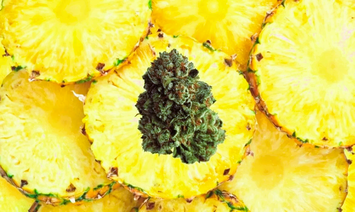 Medical Strain Analysis Pineapple Tonic