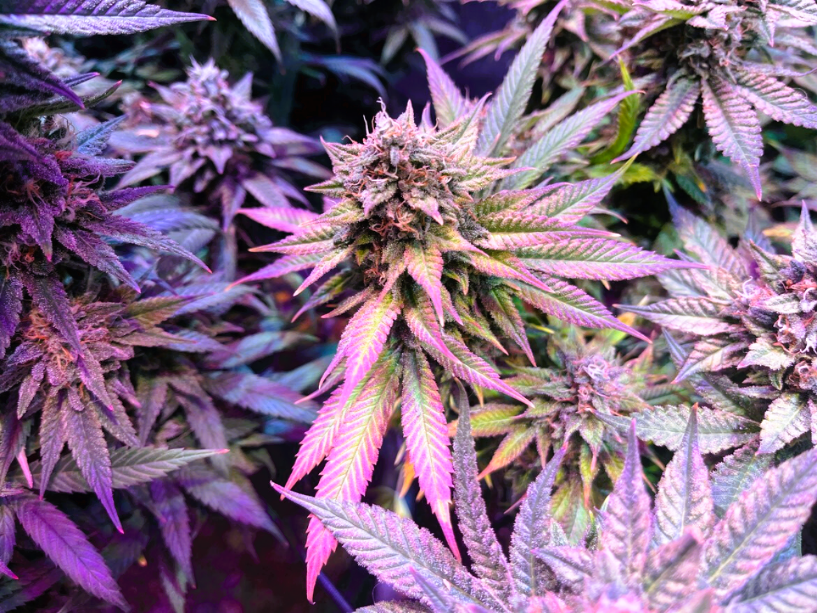 Medical Strain Analysis Pink Lemonade CBD