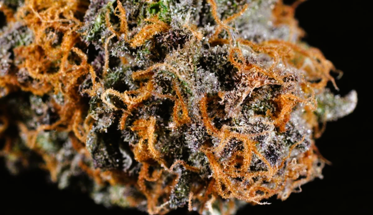 Medical Strain Analysis Purple Dragon