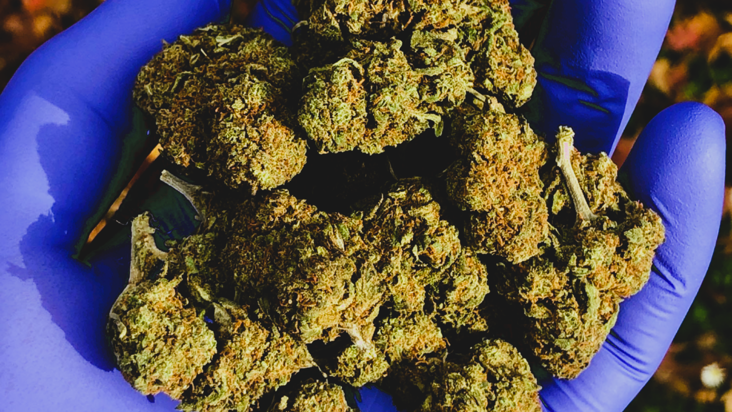 Medical Strain Analysis Purple Orange CBD