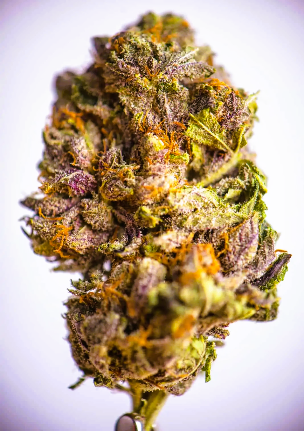 Medical Strain Analysis Purple Snow CBD