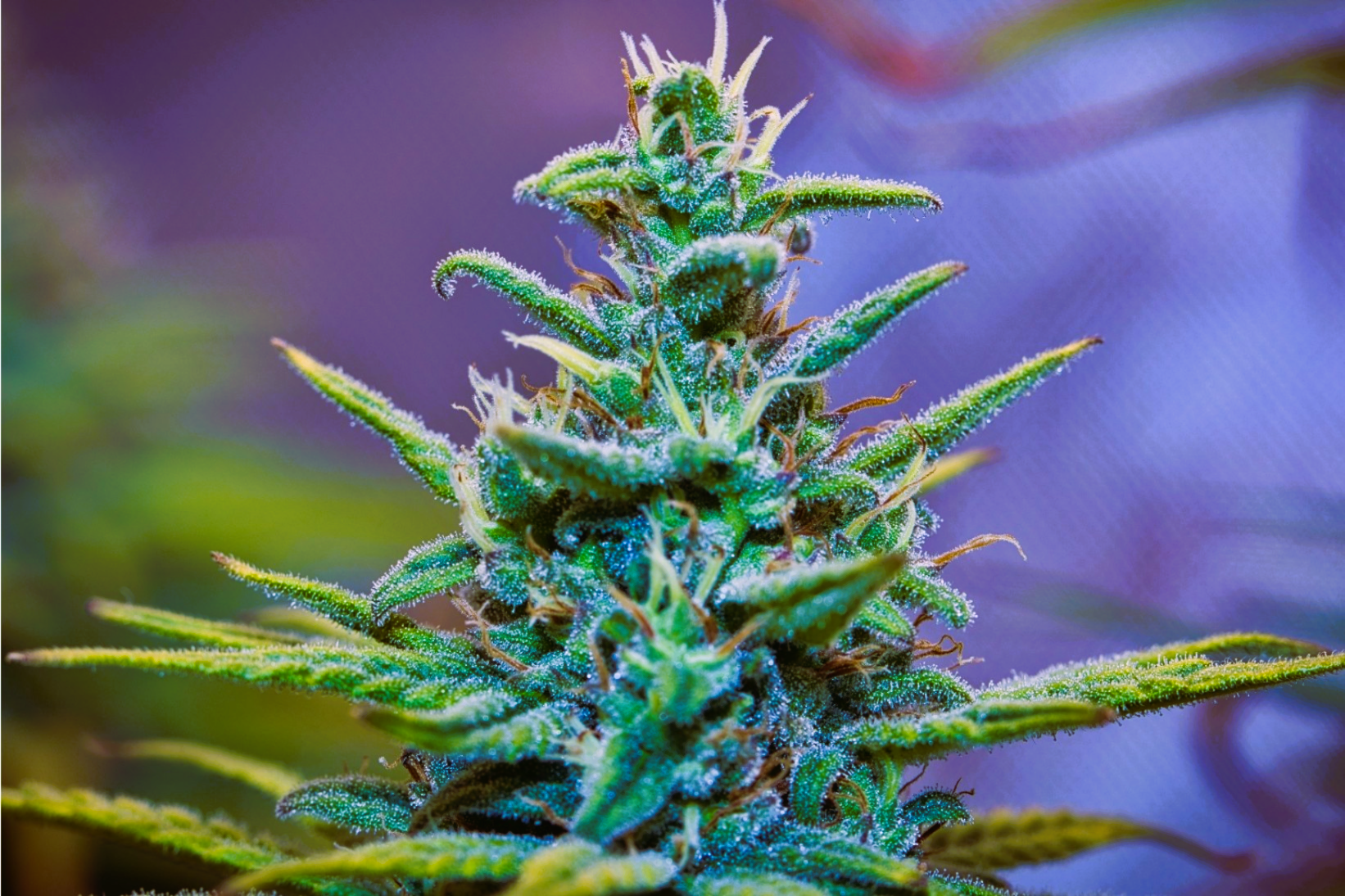 Medical Strain Analysis Romulan