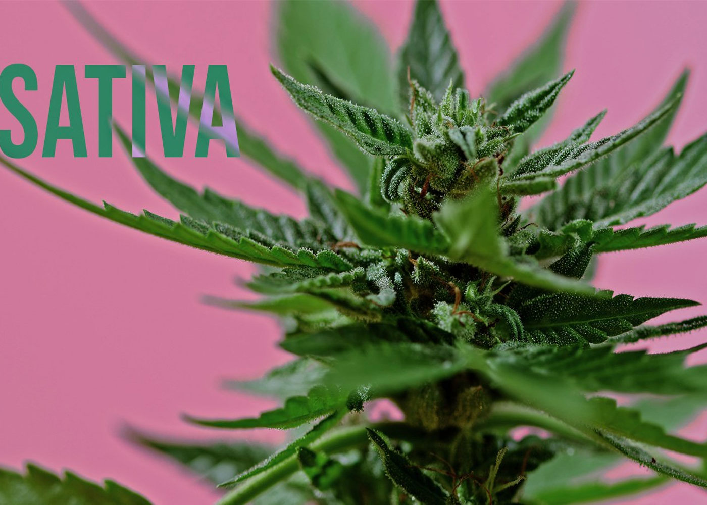 Medical Strain Analysis Sativa Sisters