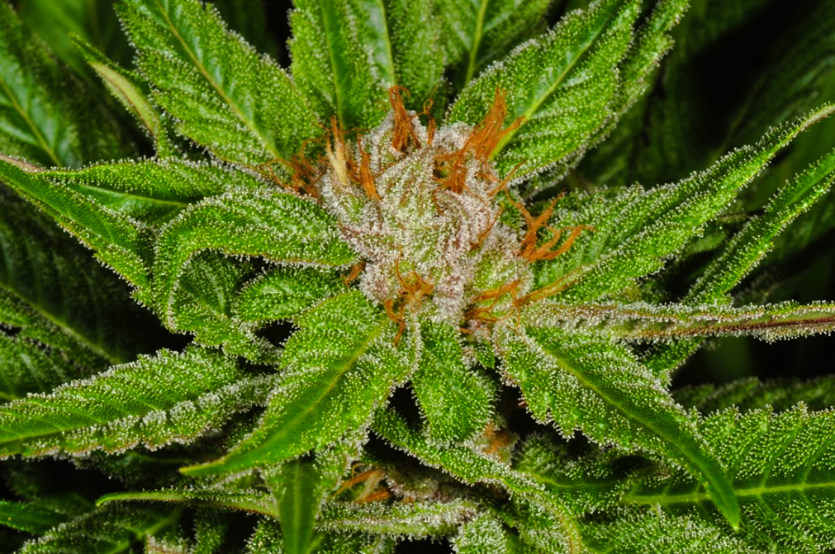 Medical Strain Analysis Shaman