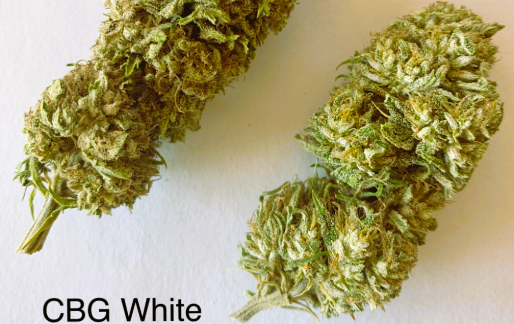Medical Strain Analysis White CBG 2