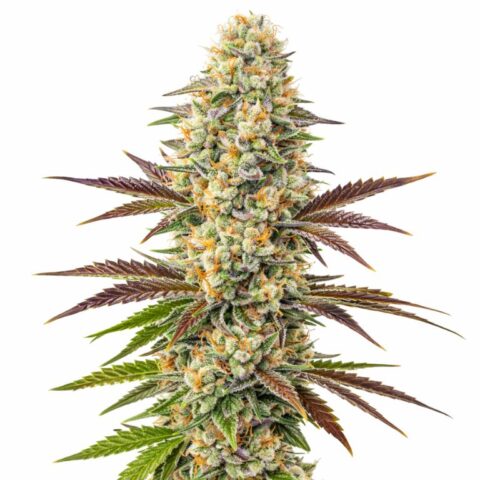 Melonade cannabis seeds