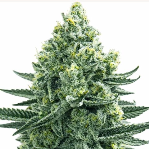 Merlot OG cannabis seeds