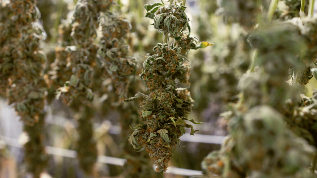 Methods for Drying Cannabis Buds Without Suspension