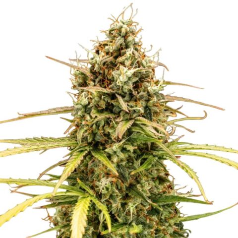 Milky Way Cannabis Seeds