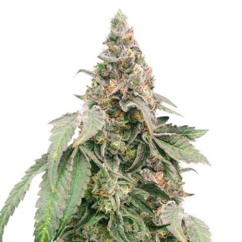 Mimosa cannabis seeds