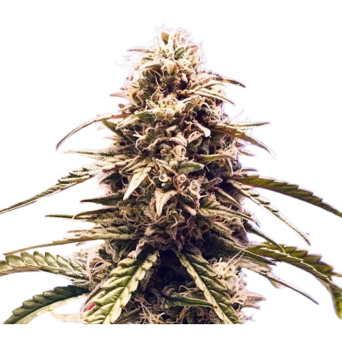 Misty Kush Cannabis Seeds