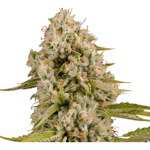 Mob Boss Cannabis Seeds