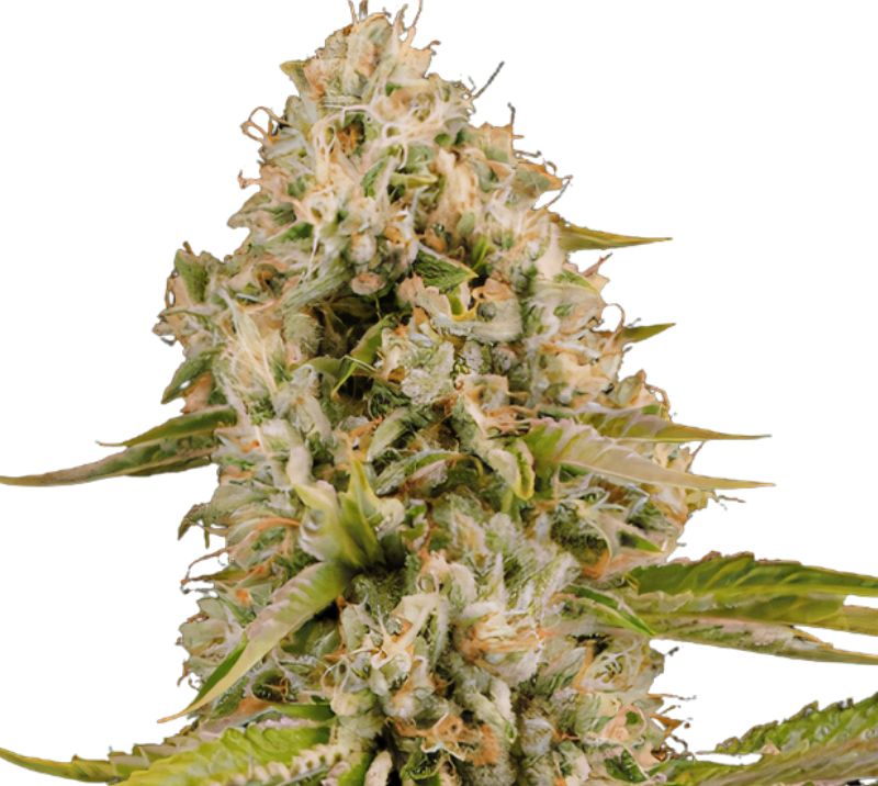 Mob Boss Cannabis Seeds