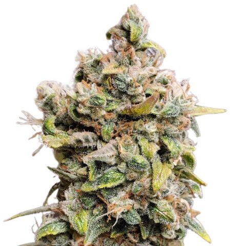 Monster Cookies Cannabis Seeds