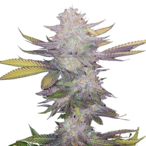 Montana Silvertip Cannabis Seeds
