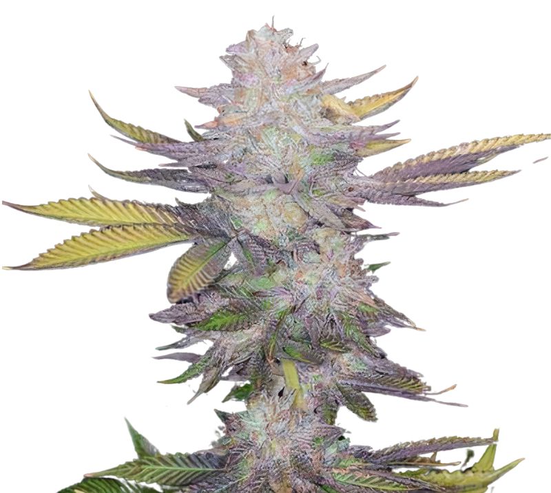Montana Silvertip Cannabis Seeds