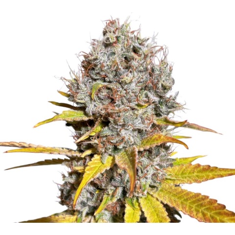 Mother of Berries Cannabis Seeds