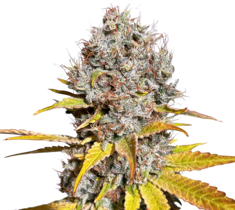 Mother of Berries Cannabis Seeds