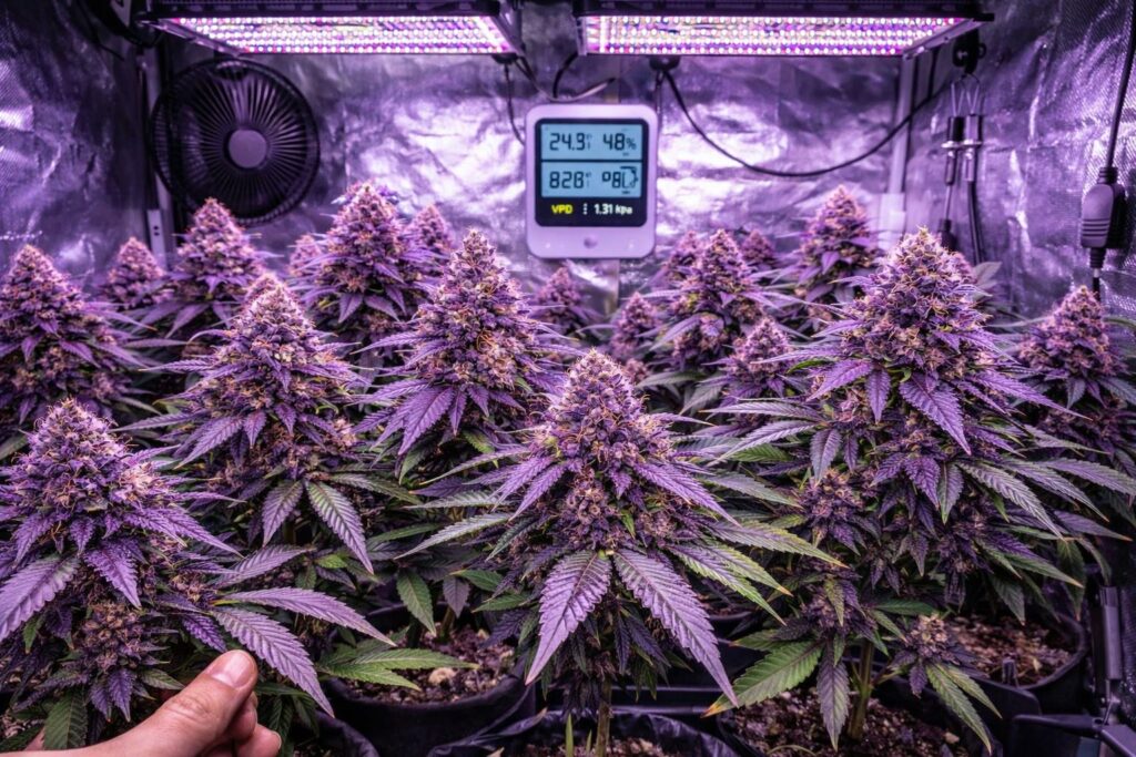 purple marijuana strains