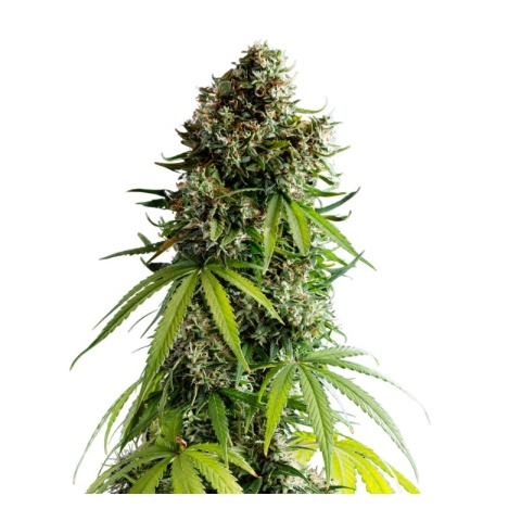 NYC Sour Diesel cannabis seeds