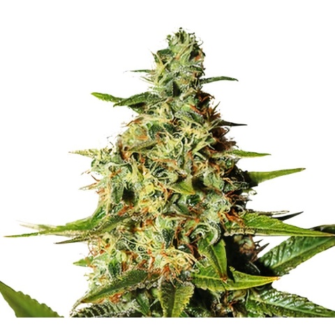 Night Nurse Cannabis Seeds