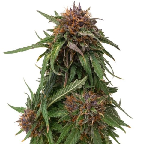 Nightcap cannabis seeds