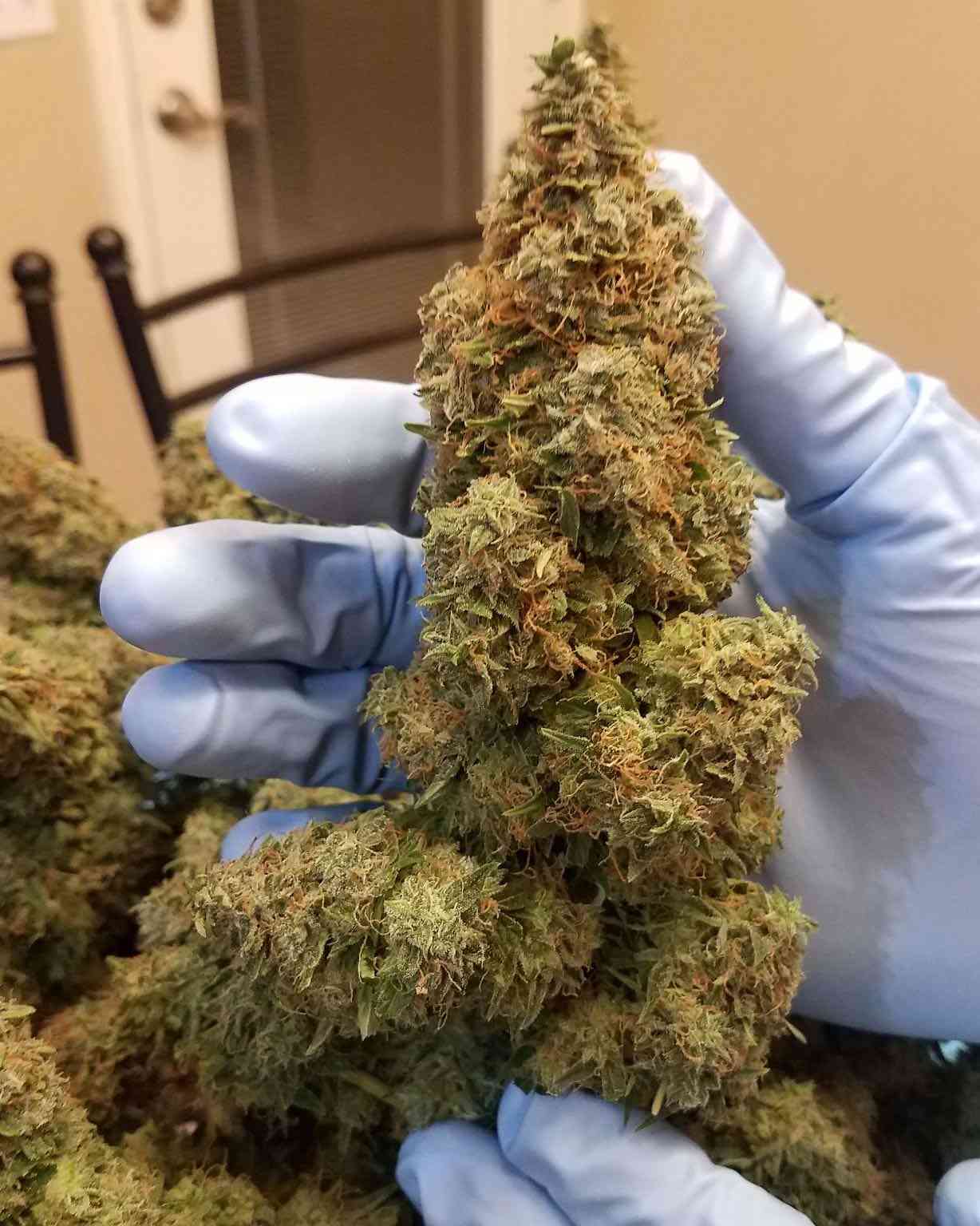 Northern Lights Strain l