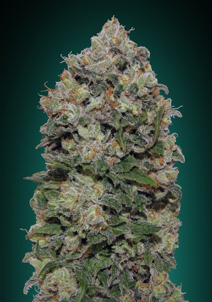Northern Lights Strain s