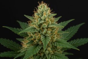 Northern Lights cannabis strain