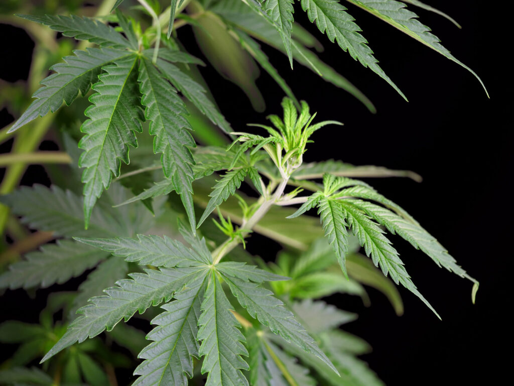 Northern Lights Feminized week 05 P1211222 scaled