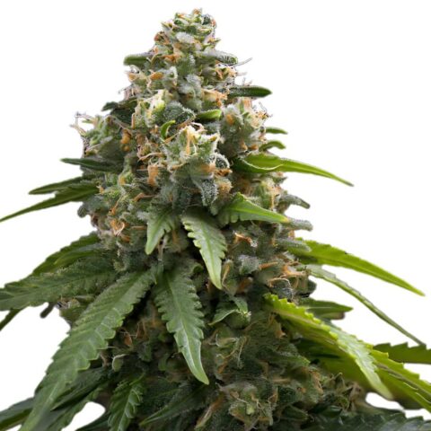 Northern Sunrise Cannabis Seeds