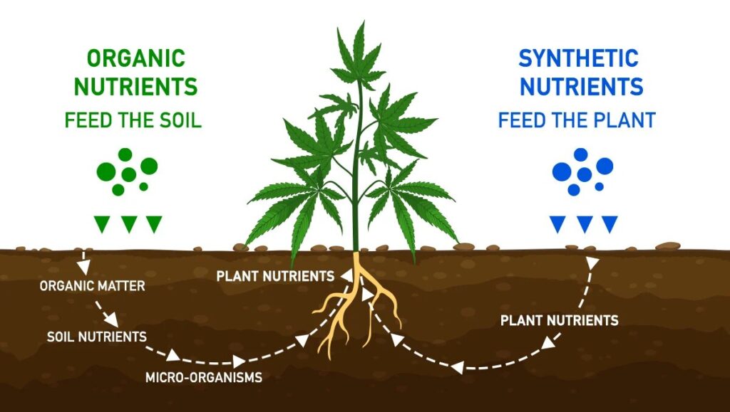 Nutritional Needs of Autoflowering Plants