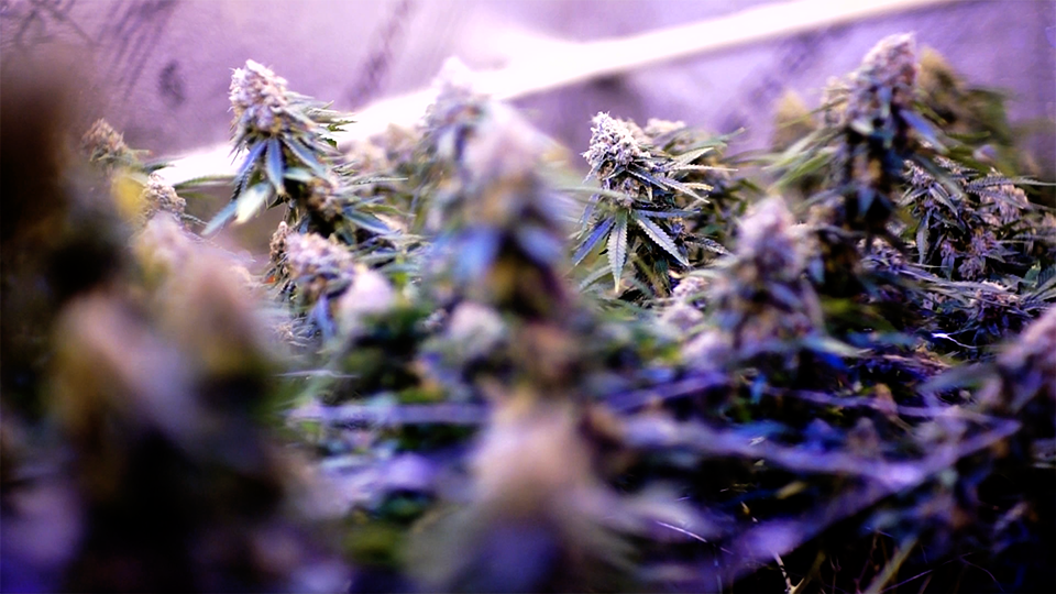 Nutritional Shifts During the Flowering Stage