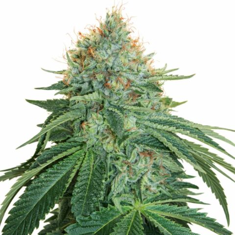 OG #18 Cannabis Seeds