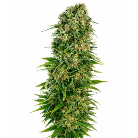 OGs Pearl Cannabis Seeds